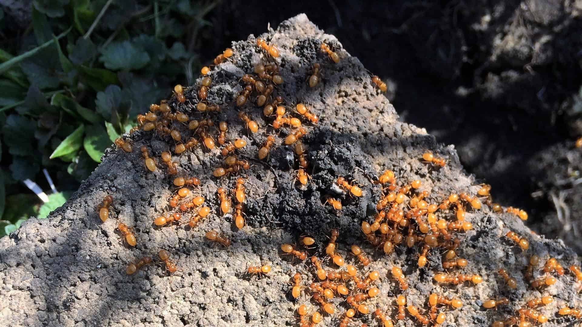 Formiga-lasius-flavus-1920x1080