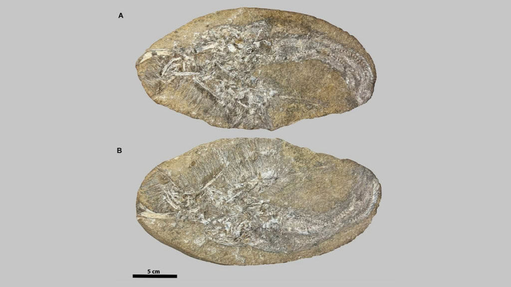Imagens de fóssil de vômito
