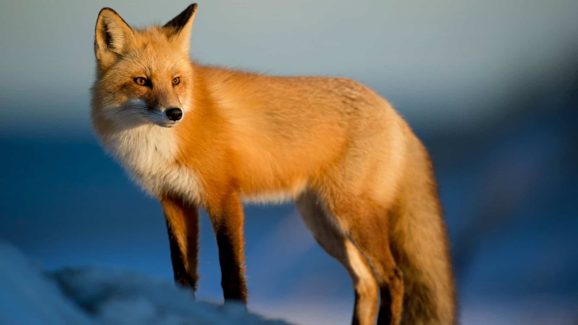 Raposa. Imagem: Ray Hennessy / Unsplash