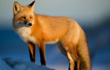 Raposa. Imagem: Ray Hennessy / Unsplash