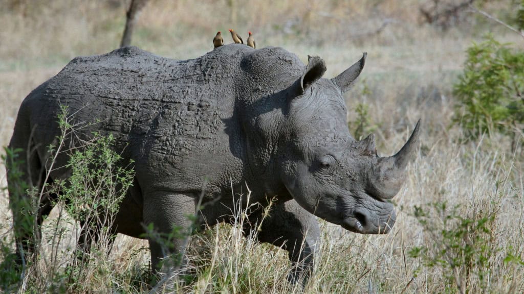 Rinoceronte. Imagem: foto de joel herzog/ Unsplash