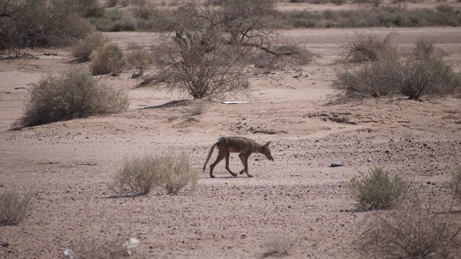 GIla Coyote 5561706867