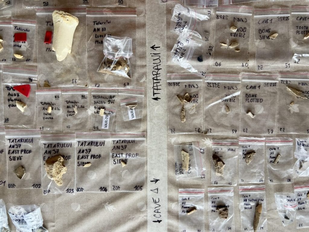 Ossos e fragmentos de ossos de fauna coletados por pesquisadores brasileiros em duas cavernas (Tatarului e Cave 1) da Garganta do Varghis, na Romênia, em agosto de 2025