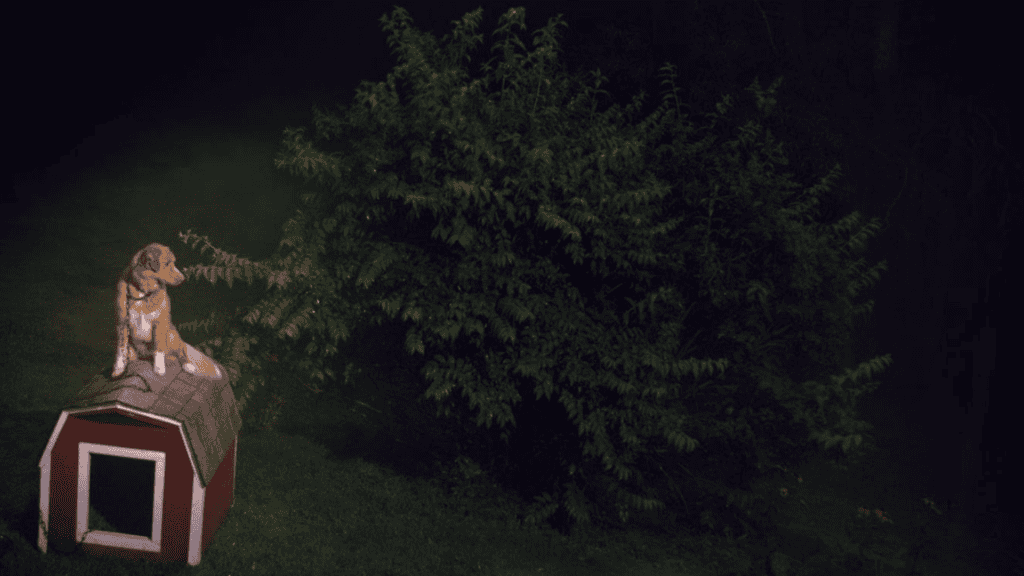 final explicado do filme de terror com o ponto de vista do cachorro