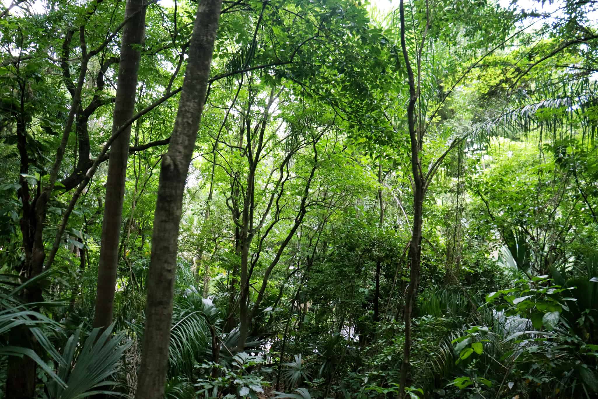 IA interpreta sinais elétricos de plantas para identificar suas necessidades