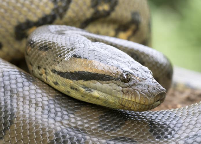 Sucuri-verde é mais conhecida como Anaconda