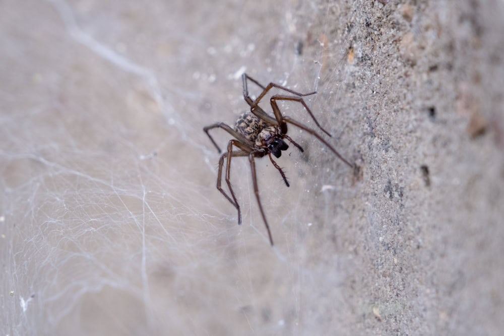 Espécie Tegenaria domestica