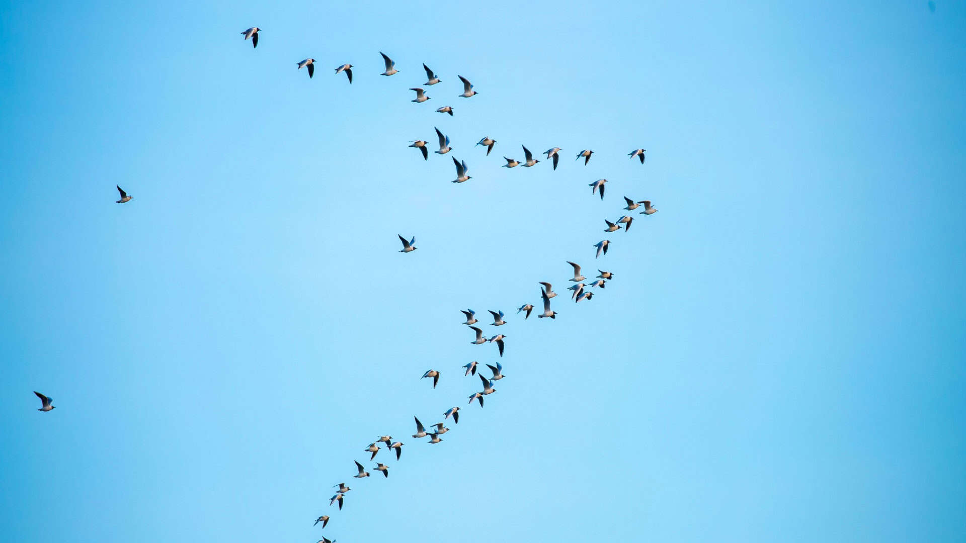 Imagem mostra bando de gaivotas voando em um céu azul