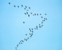 Imagem mostra bando de gaivotas voando em um céu azul