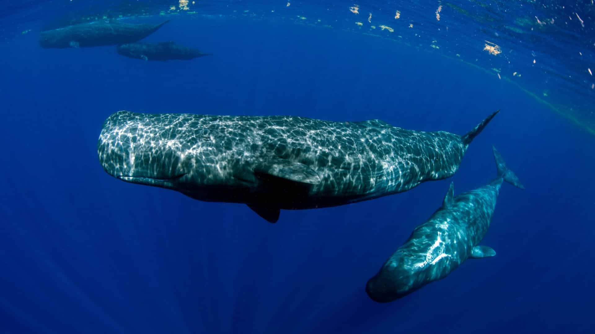 baleia-cachalote-e-filhote-1920x1080