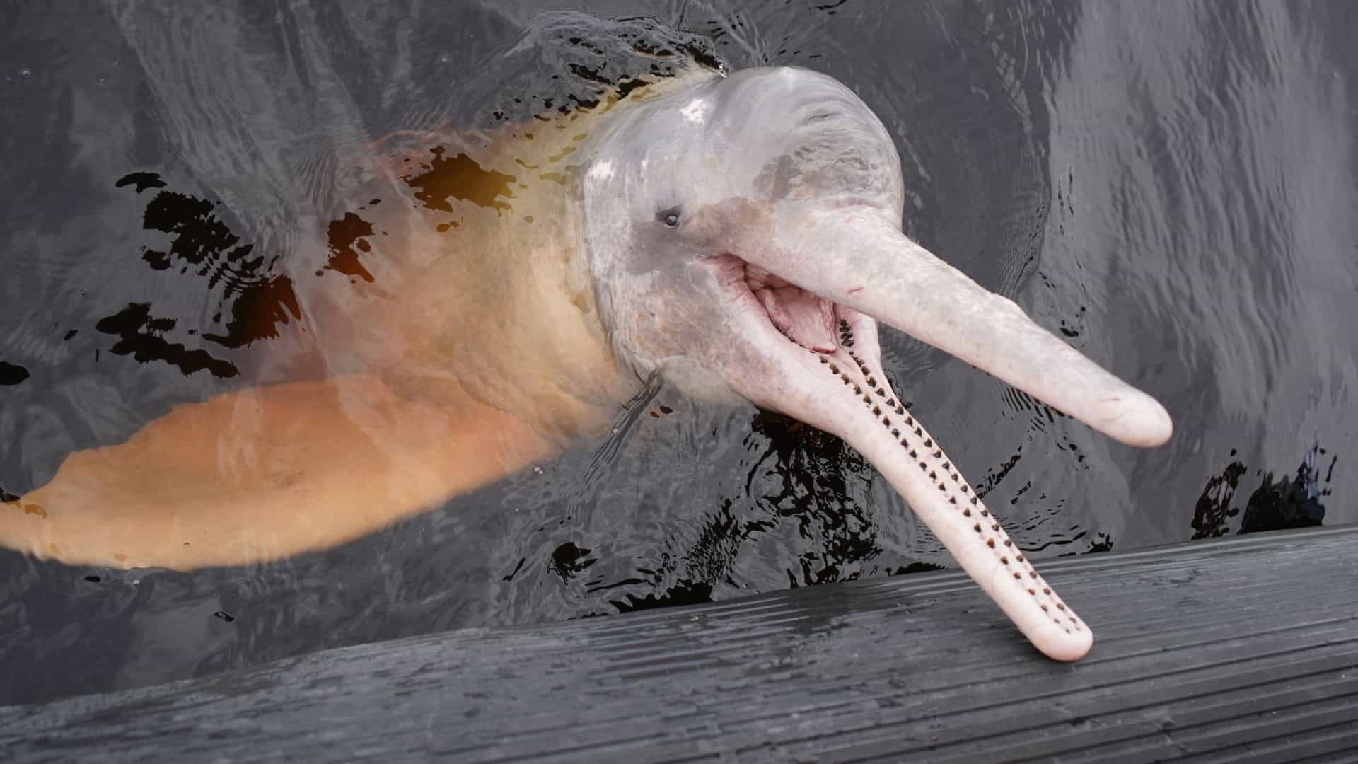 Mudanças climáticas elevam temperatura dos lagos amazônicos a níveis inéditos