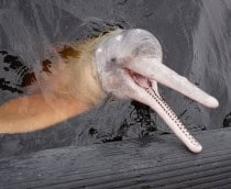 Mudanças climáticas elevam temperatura dos lagos amazônicos a níveis inéditos