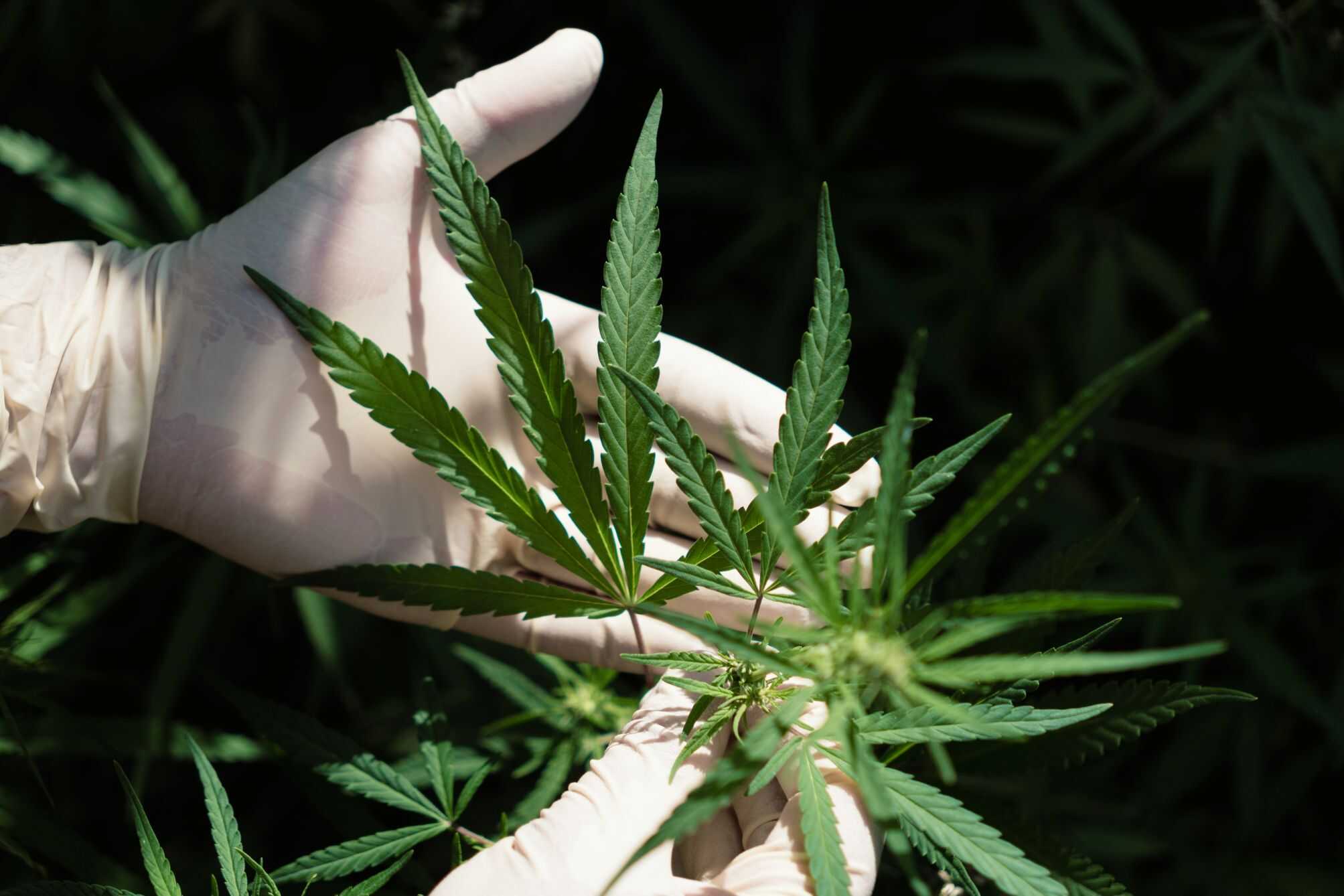 Uso combinado de cannabis e tabaco piora cognição em jovens com risco de psicose, diz estudo