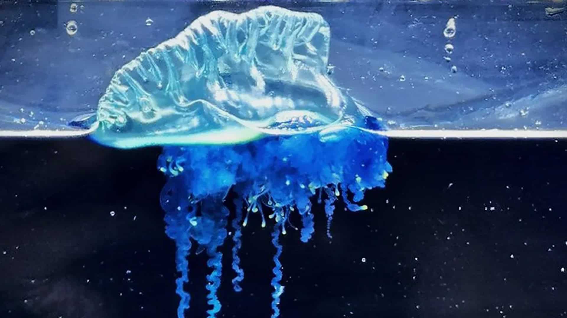 Nova espécie de caravela-portuguesa