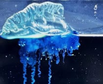 Nova espécie de caravela-portuguesa