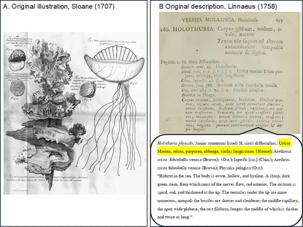 Descrições e desenhos antigos da caravela-portuguesa