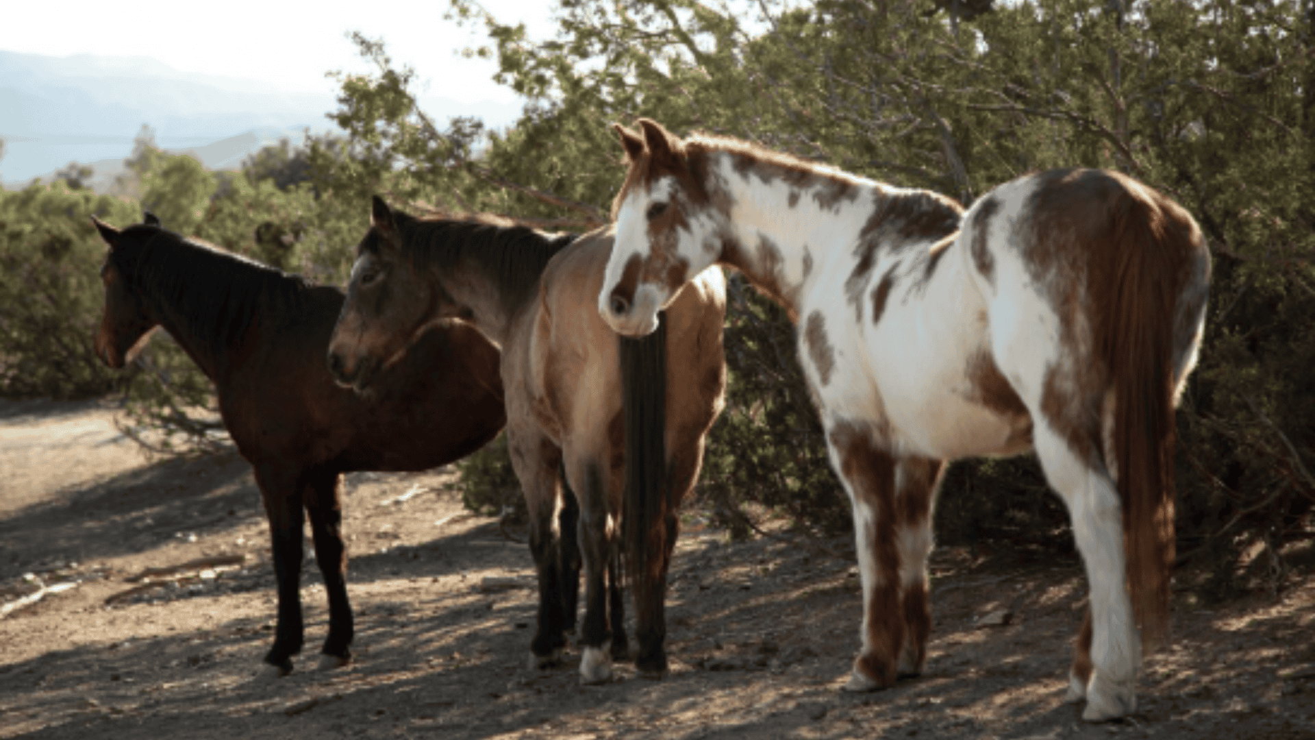 três cavalos sendo um marrom escuro, um marrom e um branco com marrom em um local com plantas