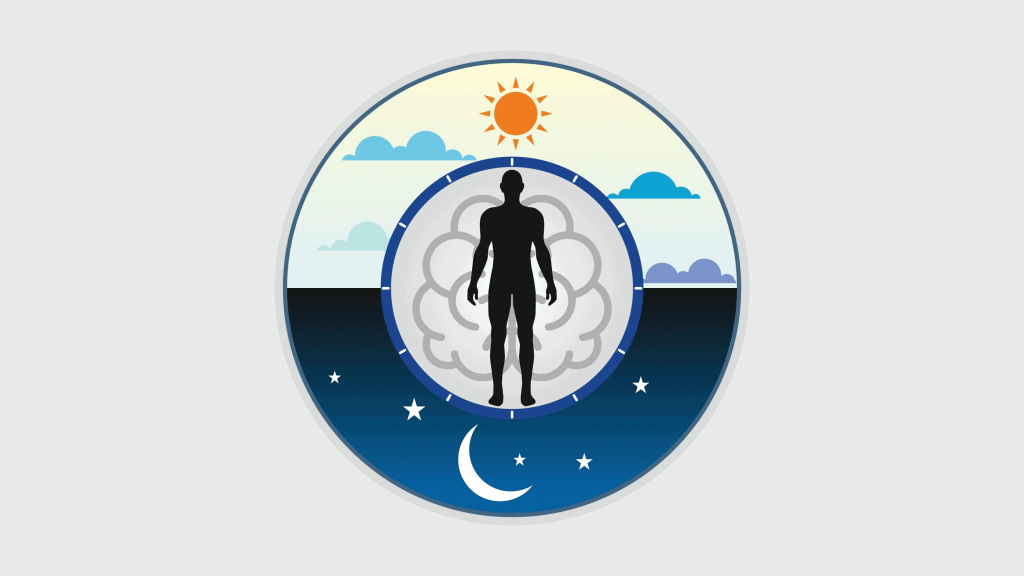 Siga o relógio biológico de dia e noite para uma melhor saúde; os ritmos circadianos são controlados pelos relógios biológicos