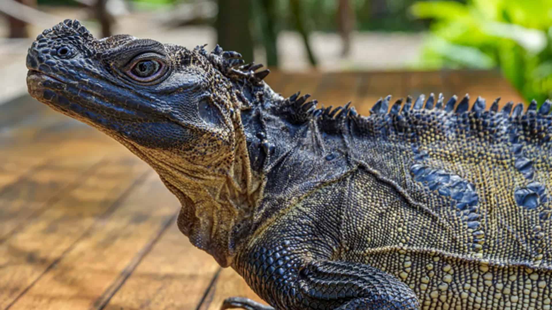 dragão-vela com a pele azulada devido à temporada de acasalamento