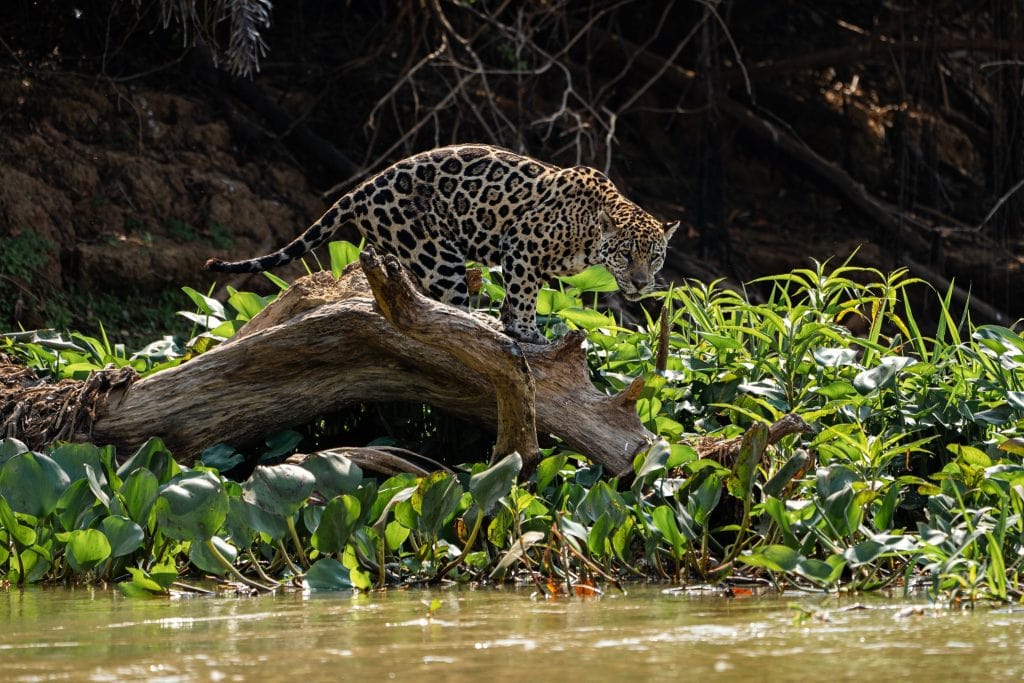 fauna pantanal