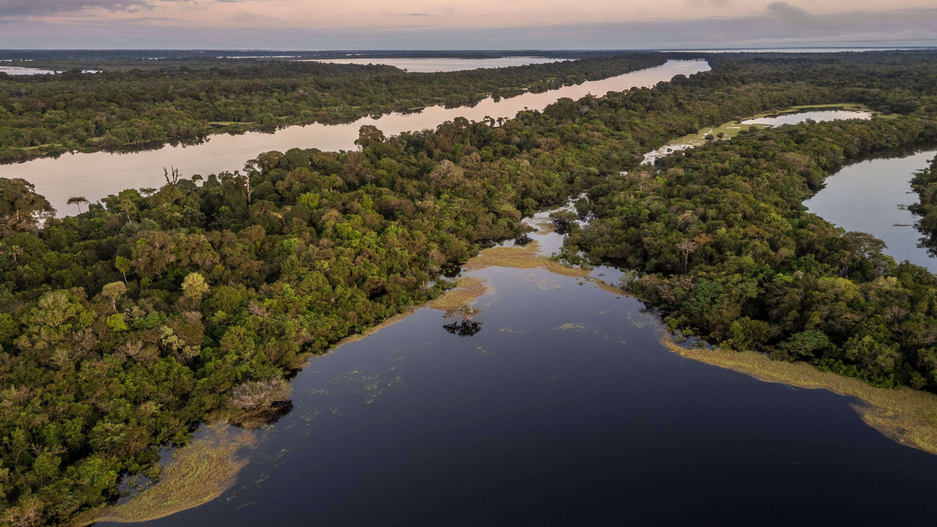 Reflorestamento com IA: iniciativa brasileira é premiada por recuperar Amazônia