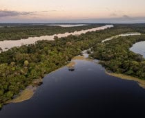 Reflorestamento com IA: iniciativa brasileira é premiada por recuperar Amazônia