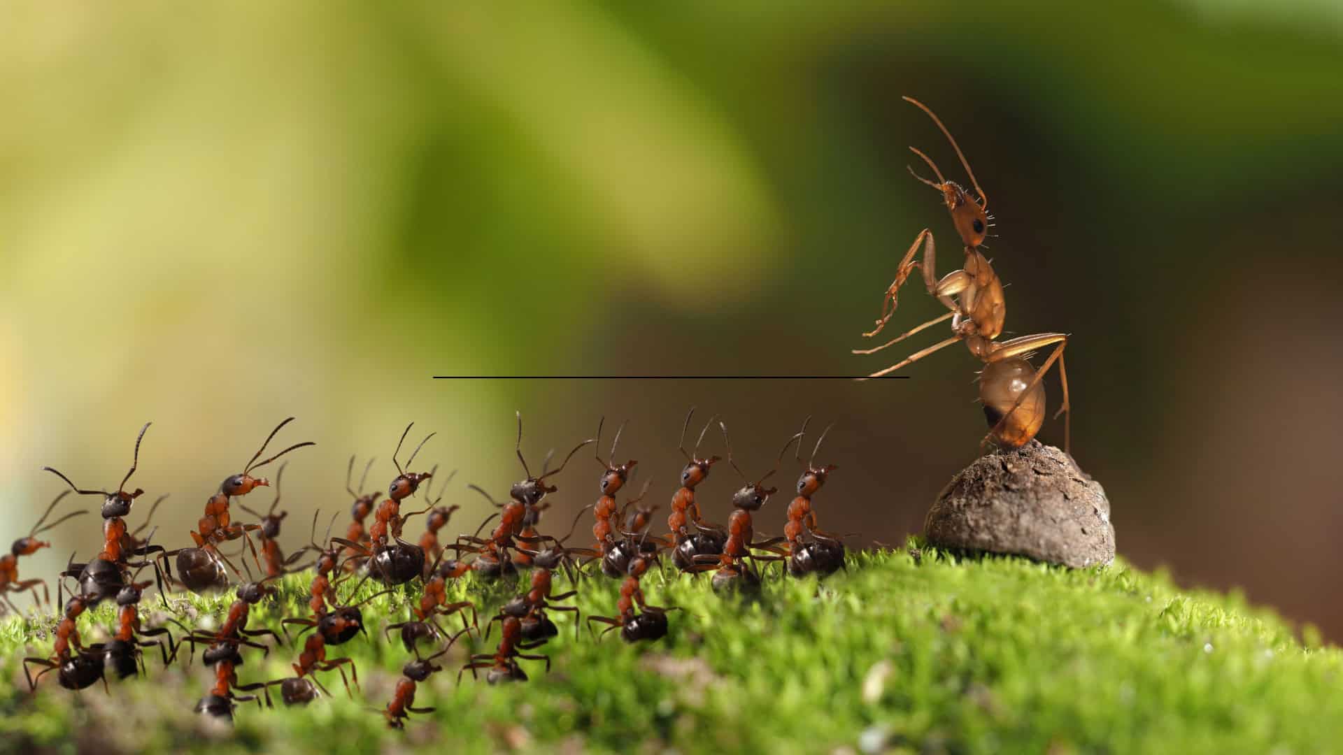 Formiga rainha e operárias