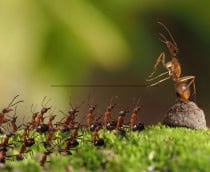 Formiga rainha e operárias