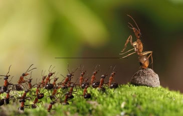 Formiga rainha e operárias