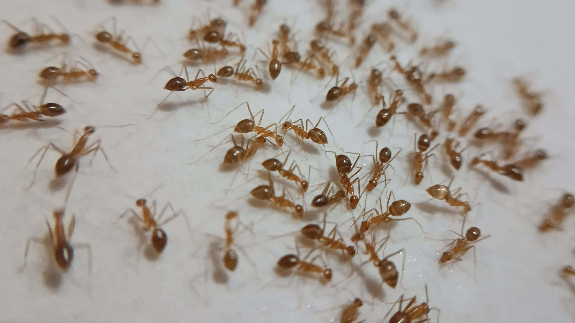 Formigas saúvas enfrentam desorganização social quando ritmo diário é alterado