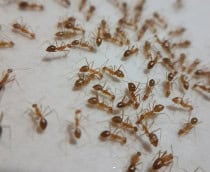 Formigas saúvas enfrentam desorganização social quando ritmo diário é alterado