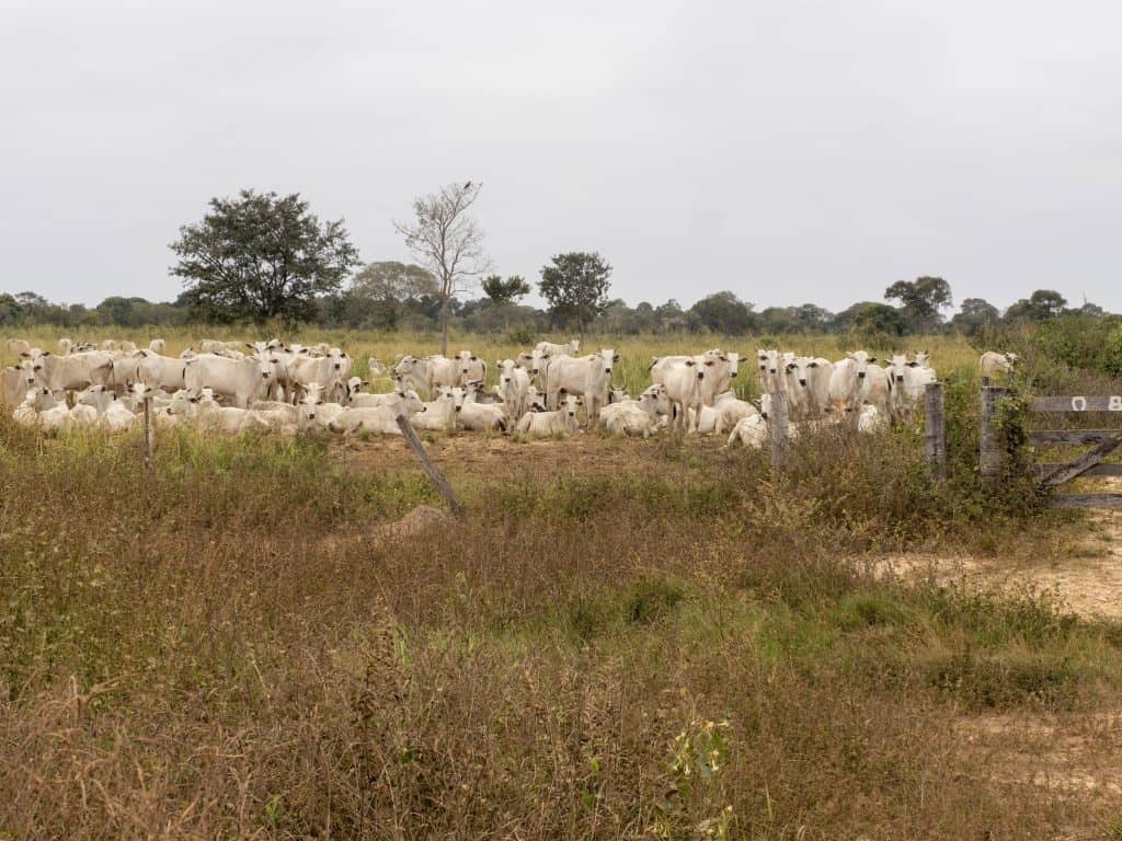 gado pantanal