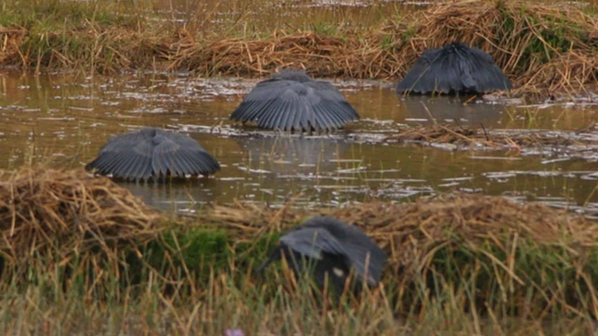 Garça-preta caçando