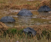 Garça-preta caçando