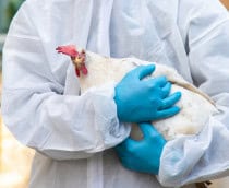 Galinha no colo de uma pessoa com luvas e vestida com capa