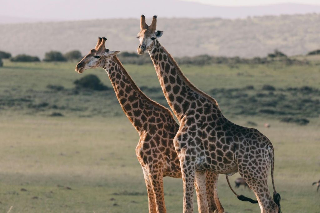 Casal de girafas