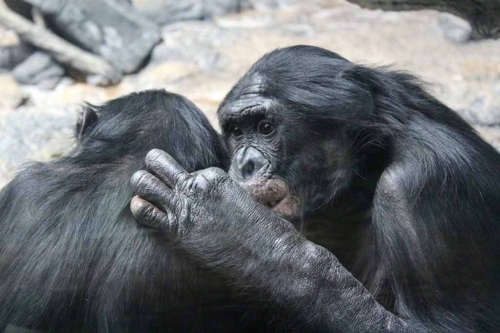 Casal de bonobos