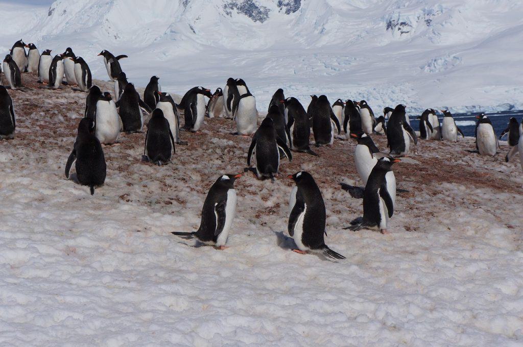 Colônia de pinguins na Antártida