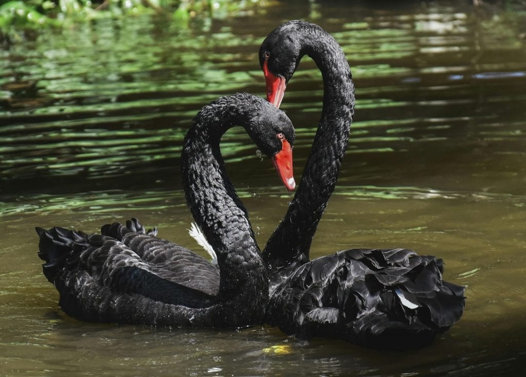 Casal de cisnes negros