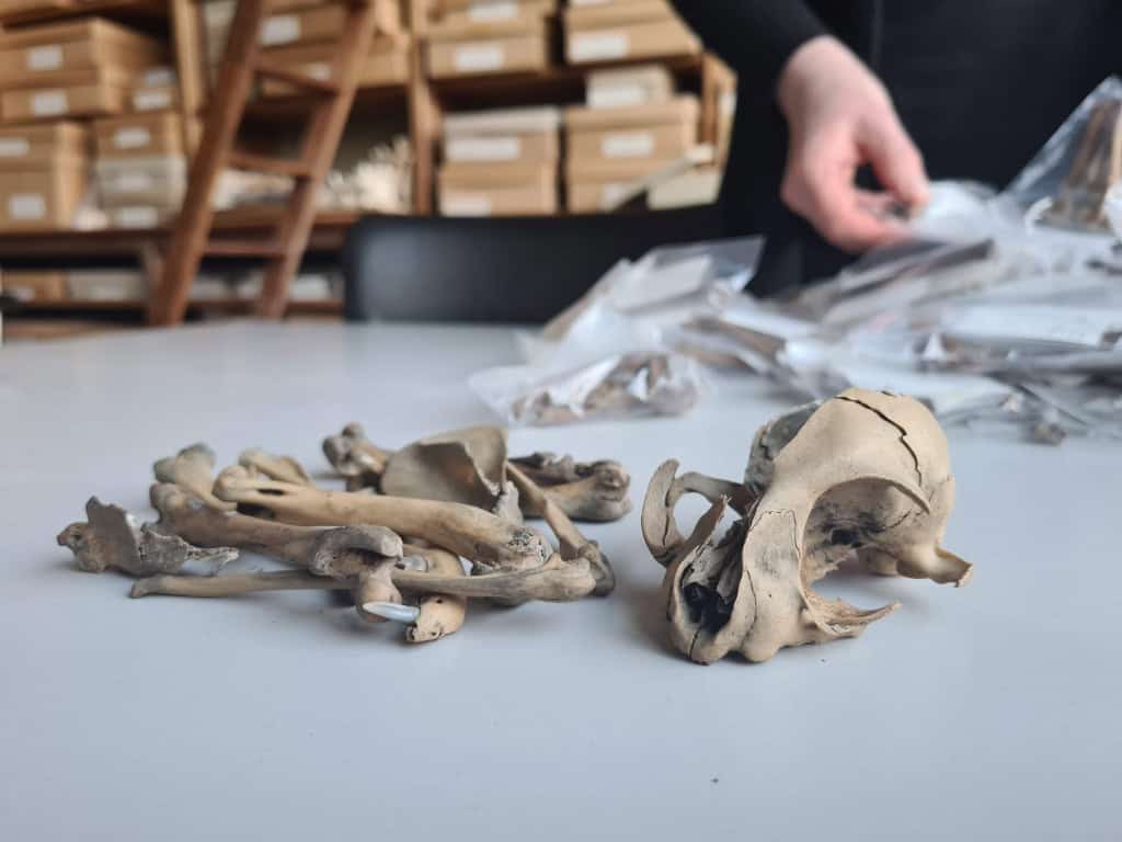 Crânio e ossos de gato encontrados no sítio arqueológico Parking 58, em Bruxelas, utilizados na pesquisa