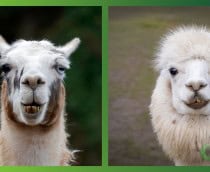 lhama-e-alpaca-210x172