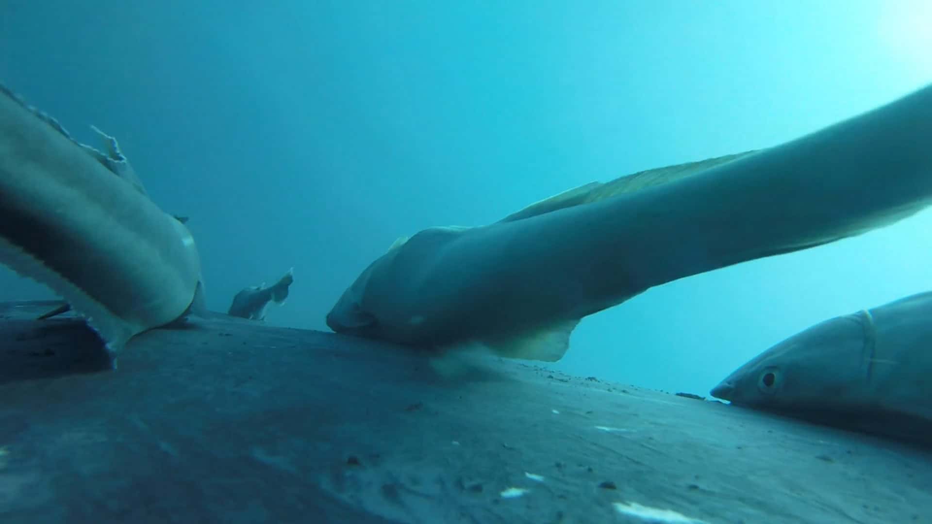 peixe-ventosa-baleia-jubarte-1920x1080