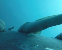 peixe-ventosa-baleia-jubarte-210x172