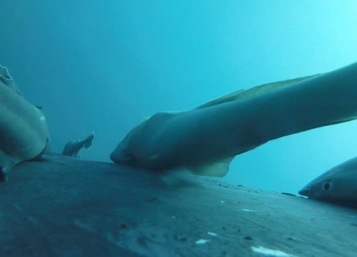 peixe-ventosa-baleia-jubarte-695x500