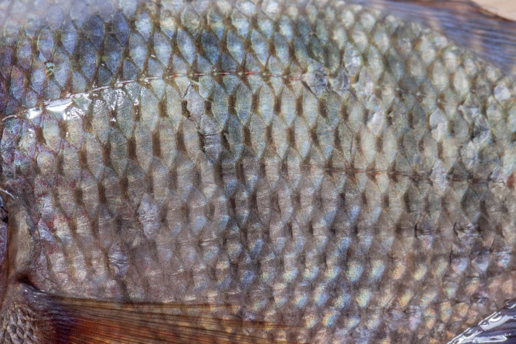 Cada paciente com queimaduras usa, em média, 22 unidades de pele de tilápia