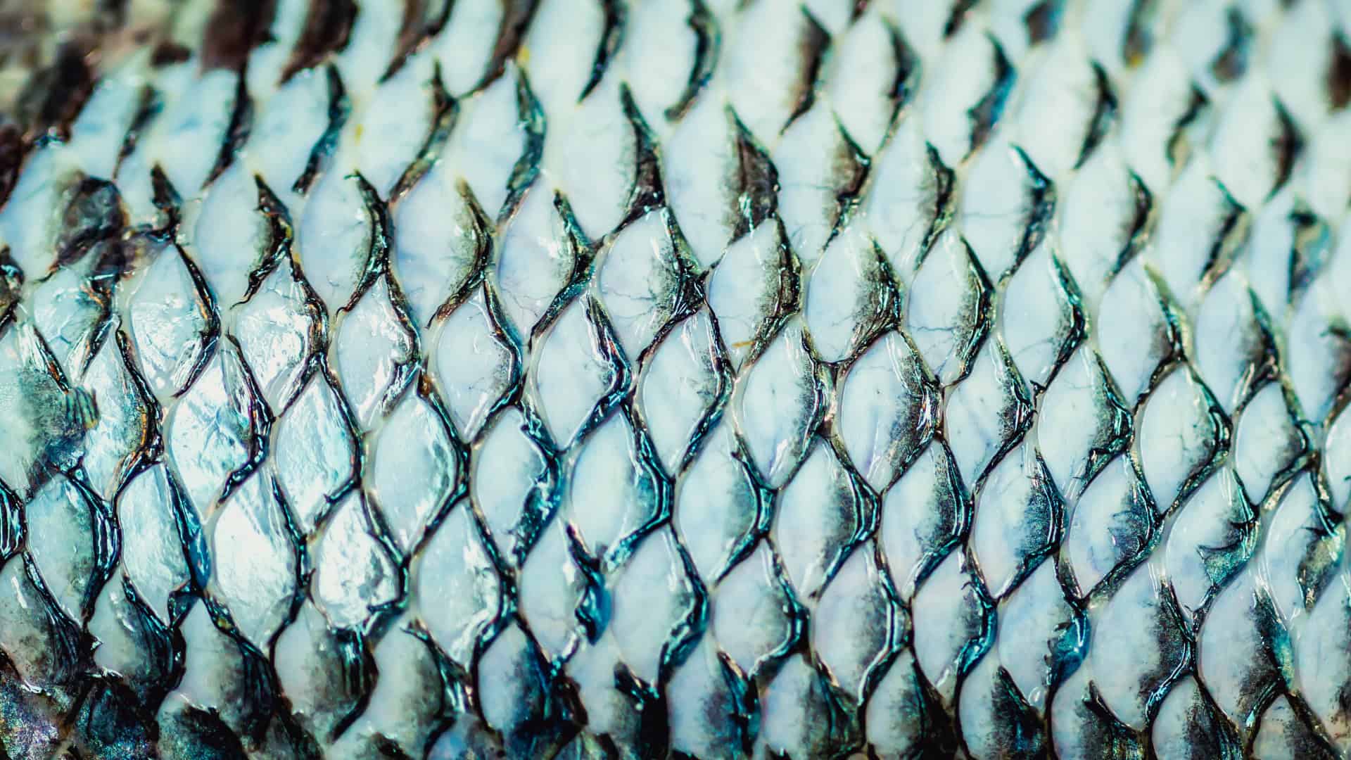 Tecnologia com pele de tilápia será produzida em larga escala para uso hospitalar