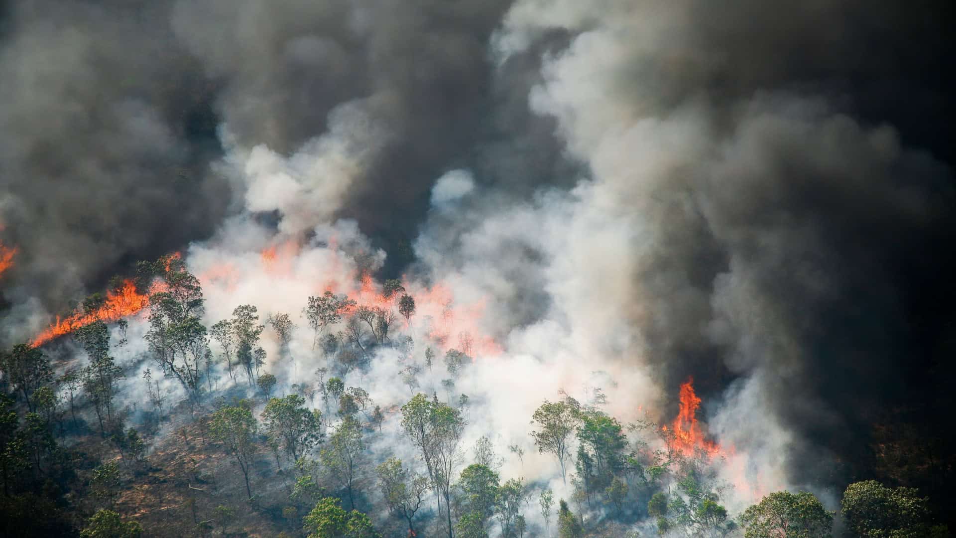 Fogo e desigualdade mantêm Amazônia sob ameaça apesar da redução no desmatamento