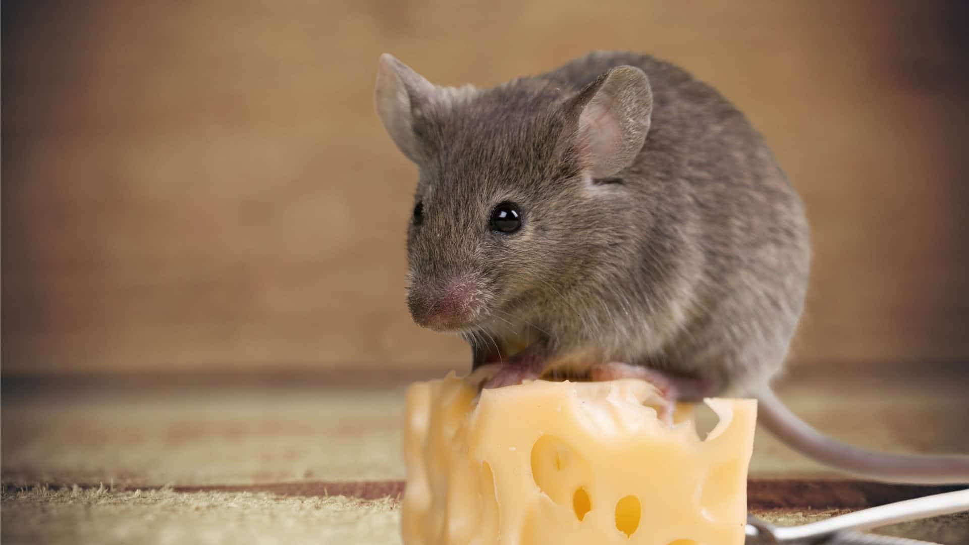 Ratos não preferem queijo