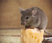 Ratos não preferem queijo