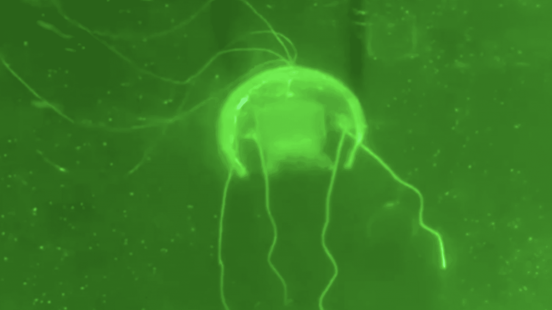 China cria robô água-viva realista para vigilância silenciosa no mar